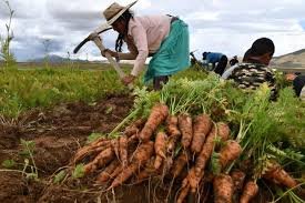Sequía en Soracachi amenaza producción de hortalizas en Oruro